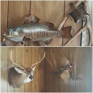 Meet your Posher, Adrian